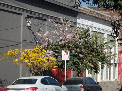 Yellow Lapacho Tree.